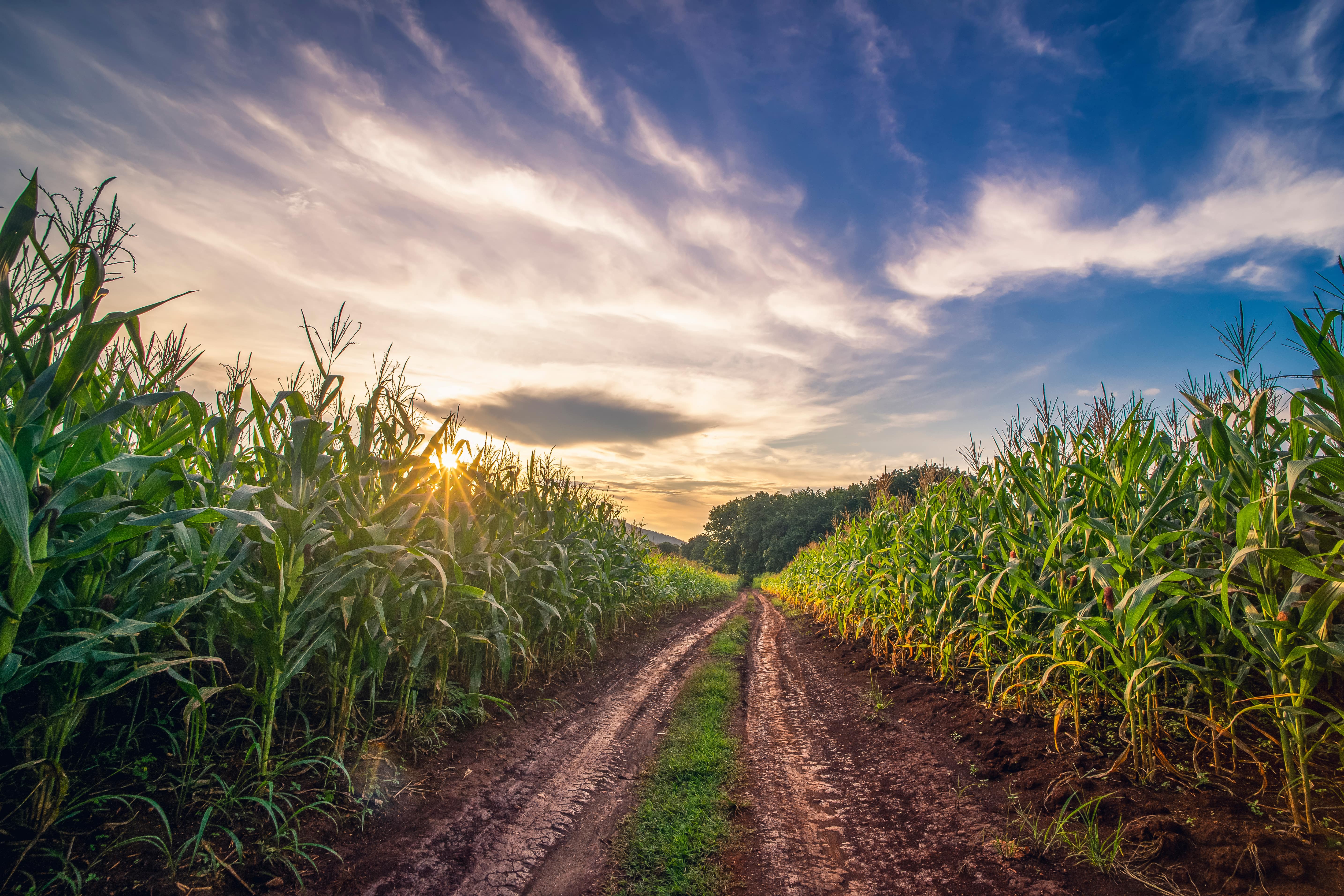 BioFuels